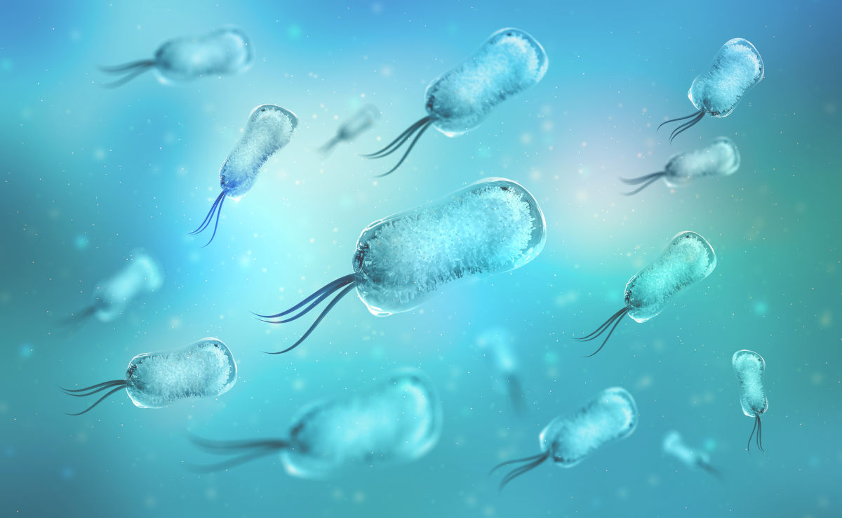 Bakteria E. coli